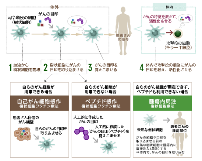 樹状細胞ワクチン療法図